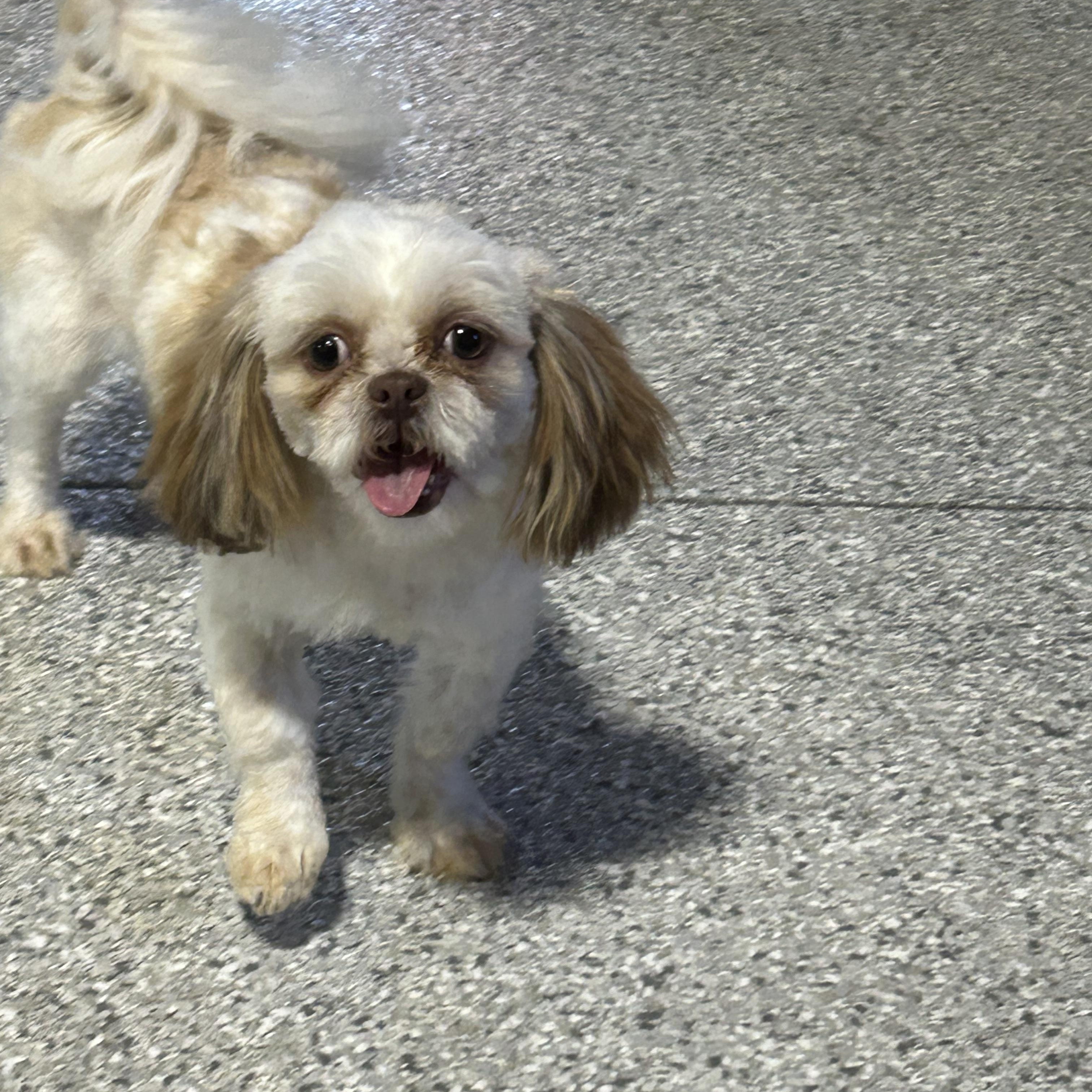 Sammy. 8.2 lbs, Adoptable, Young Male Shih Tzu.