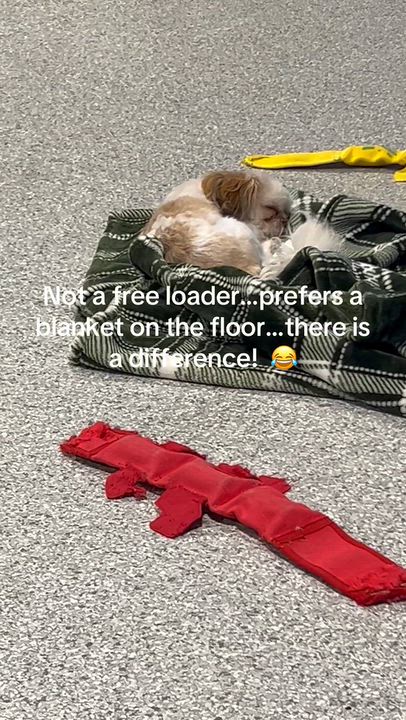 Enlarge Sammy. 8.2 lbs, a Adoptable Shih Tzu in Antwerp, OH video 5/5