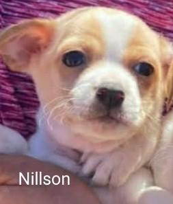 Nillson, adopted, Puppy Male Chihuahua.