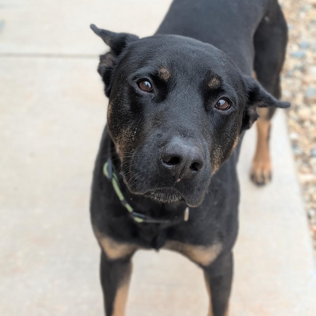 Diesel, Adoptable, Adult Male German Shepherd Dog & German Pinscher.