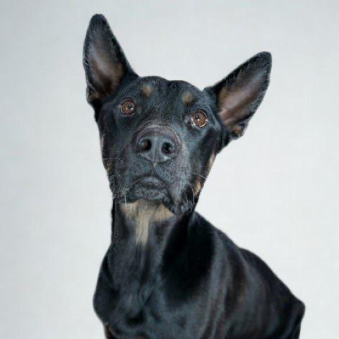 Enlarge Diesel, a Adoptable mixed breed in Lenoir, NC image 2/6