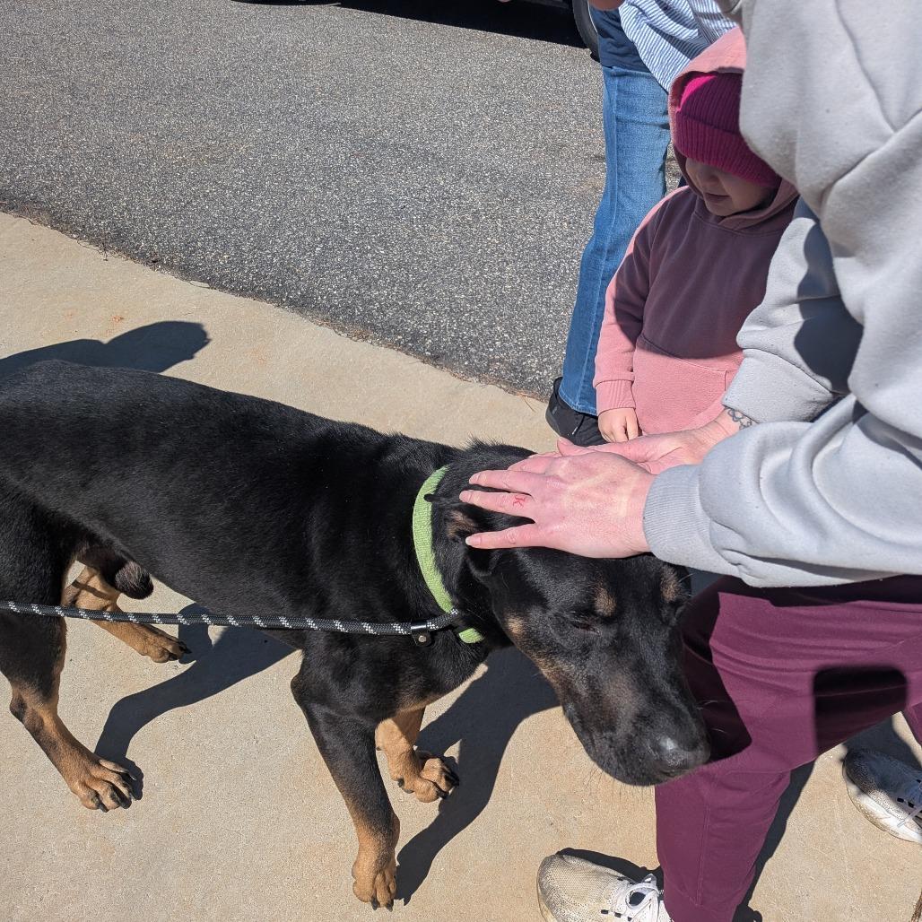 Enlarge Diesel, a Adoptable mixed breed in Lenoir, NC image 3/6