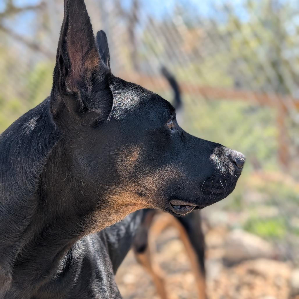 Enlarge Diesel (BAS), a Adoptable mixed breed in Lenoir, NC image 3/6
