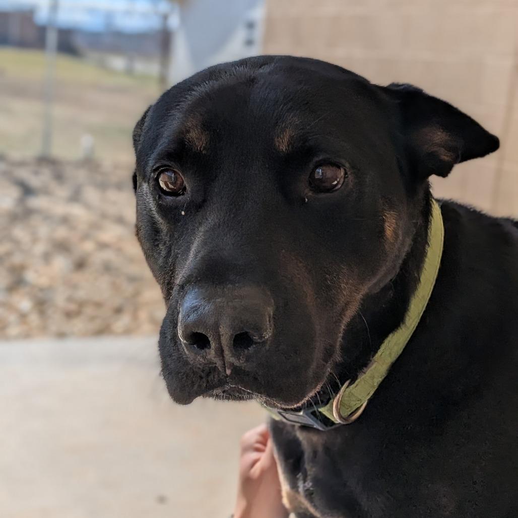 Enlarge Diesel, a Adoptable mixed breed in Lenoir, NC image 4/6
