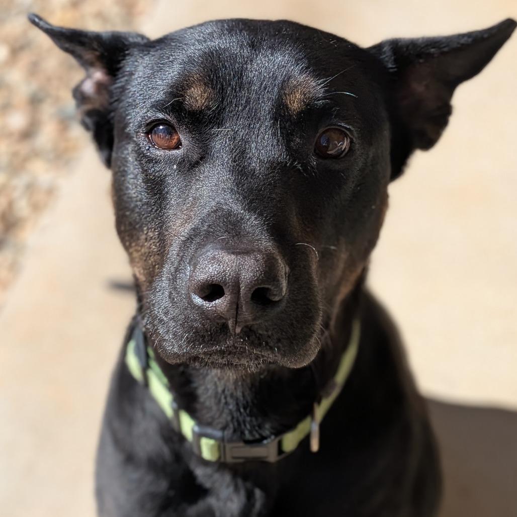 Enlarge Diesel, a Adoptable mixed breed in Lenoir, NC image 5/6