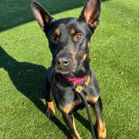 Enlarge Diesel, a Adoptable mixed breed in Lenoir, NC image 6/6