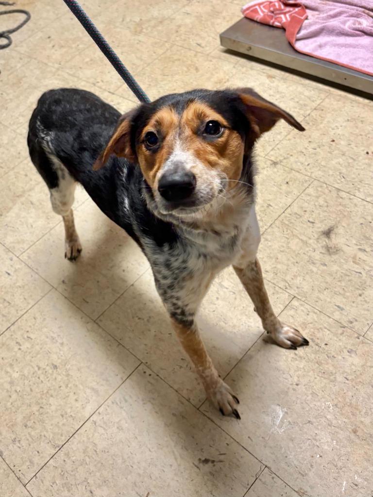 Enlarge College Mascot, a Adopted mixed breed in Chillicothe, OH image 1/1