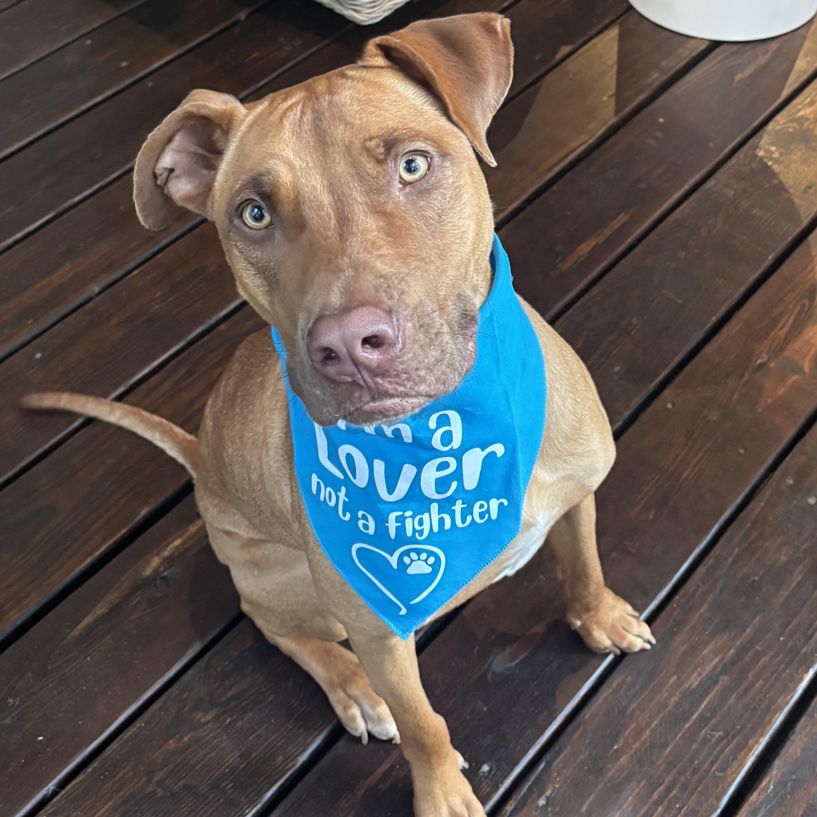 Enlarge Snickers, a Adoptable mixed breed in Roswell, GA image 4/5