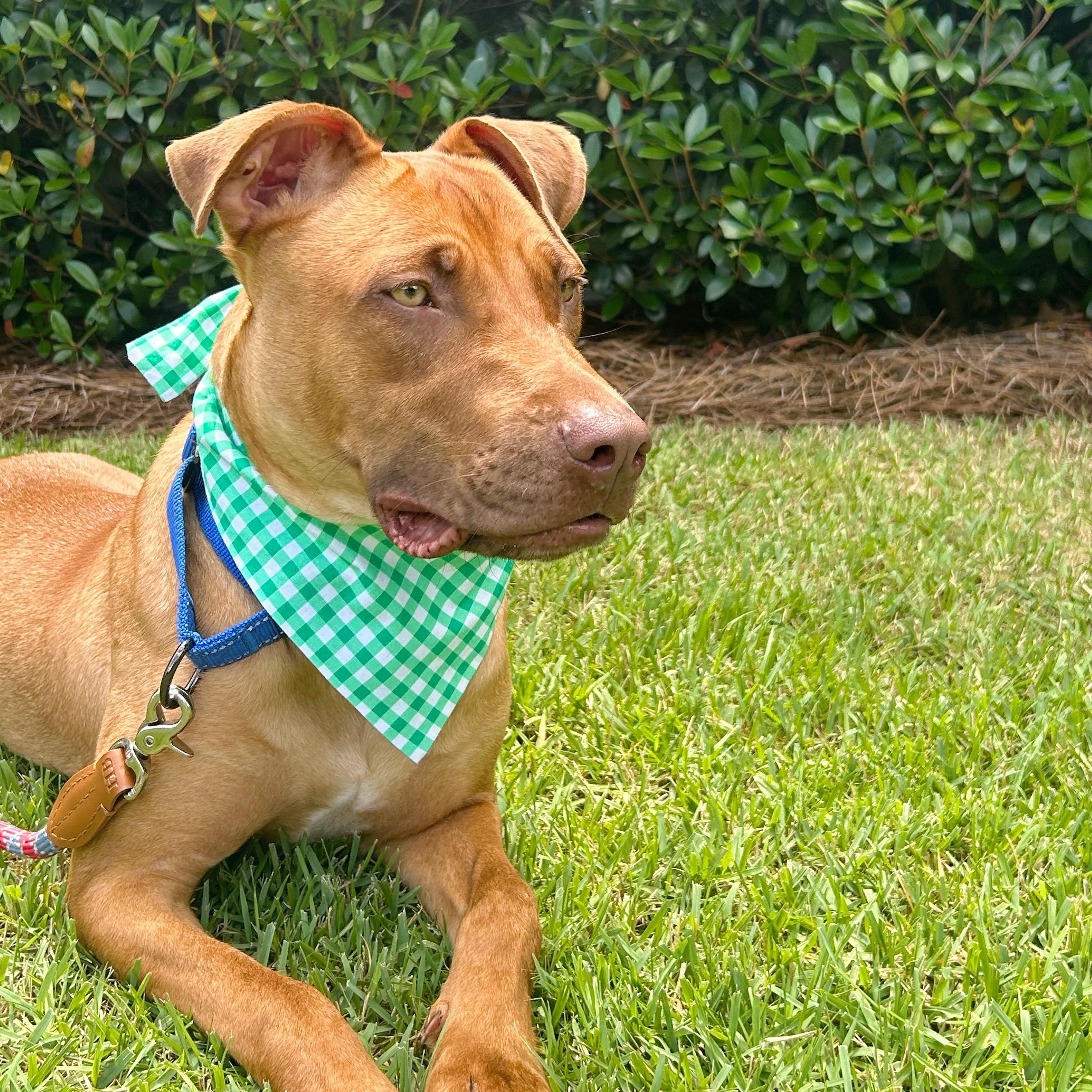 Enlarge Snickers, a Adoptable mixed breed in Roswell, GA image 2/5