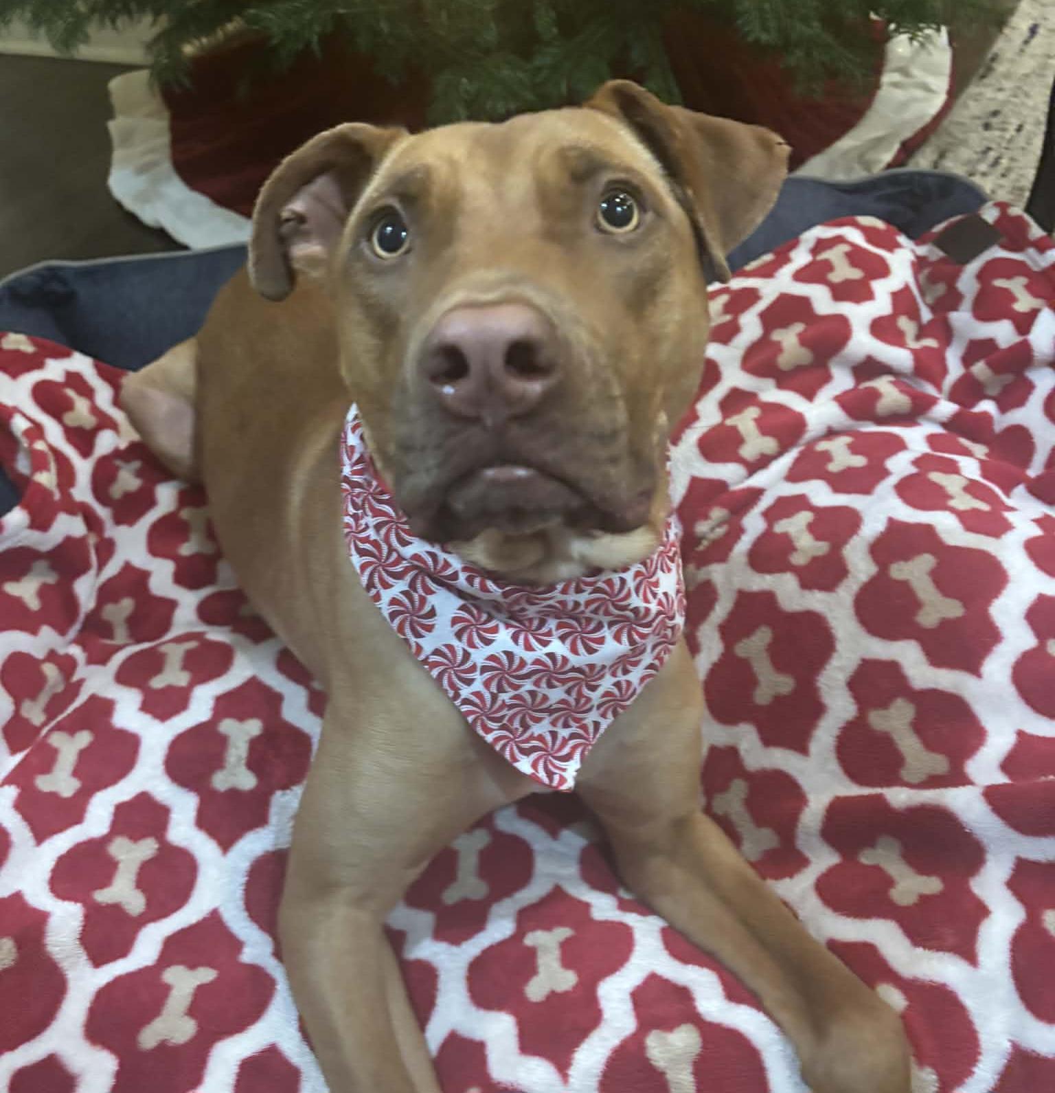 Enlarge Snickers, a Adoptable mixed breed in Roswell, GA image 3/5