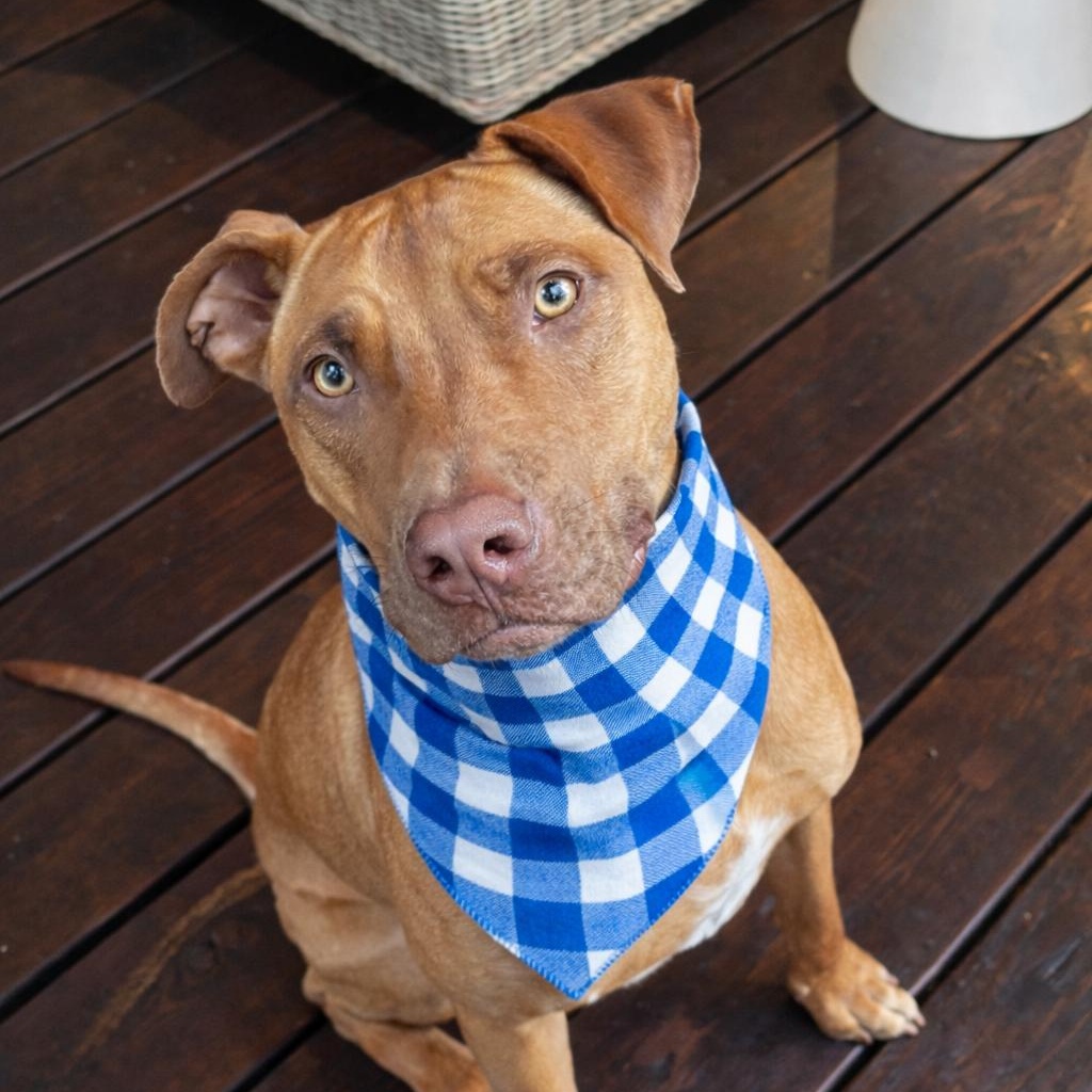 Enlarge Snickers, a Adoptable mixed breed in Roswell, GA image 1/5