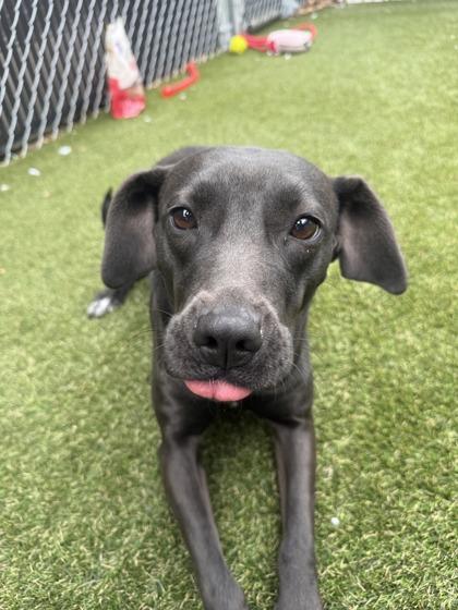 Enlarge Delta, a Adoptable mixed breed in Lafayette, IN image 1/1