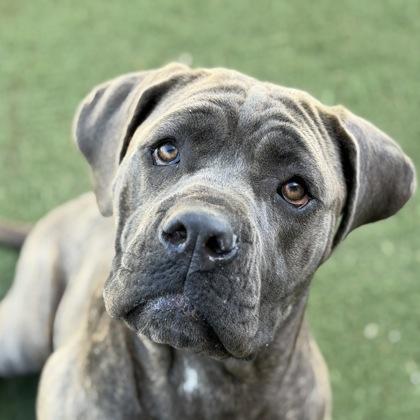 Wriggly, adopted, Adult Female Cane Corso & Neapolitan Mastiff.