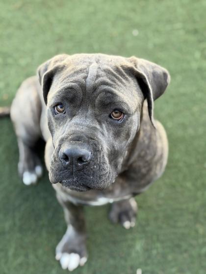 Enlarge Wriggly, an adopted mixed breed in Sacramento, CA image 3/3
