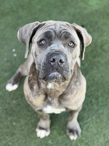 Enlarge Wriggly, an adopted mixed breed in Sacramento, CA image 2/3