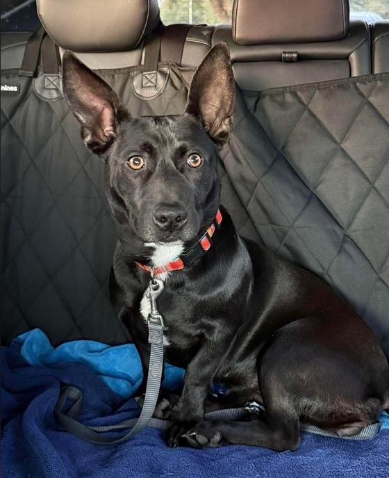 Thelma Jane, ADOPTABLE, Adult Female Mixed Breed.