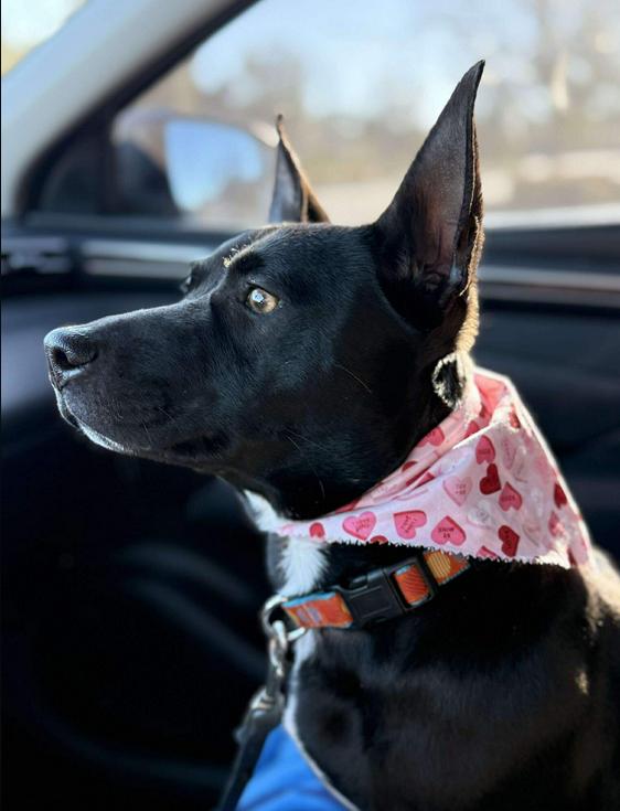 Enlarge Thelma Jane, a ADOPTABLE mixed breed in Eutawville, SC image 3/4