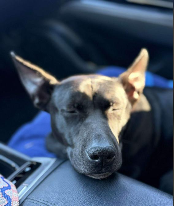 Enlarge Thelma Jane, a ADOPTABLE mixed breed in Eutawville, SC image 4/4