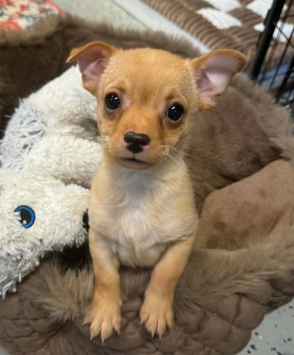 Thelma Jane, an adopted mixed breed in Eutawville, SC image 3/6