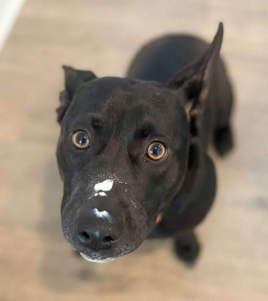 Enlarge Thelma Jane, a ADOPTABLE mixed breed in Eutawville, SC image 2/4