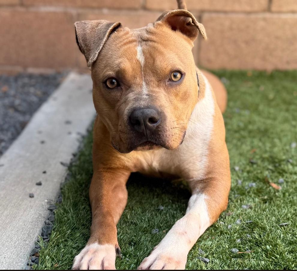 URGENT! ON THE DEADLINE LIST - Will you save my life? Ozzy #A542065