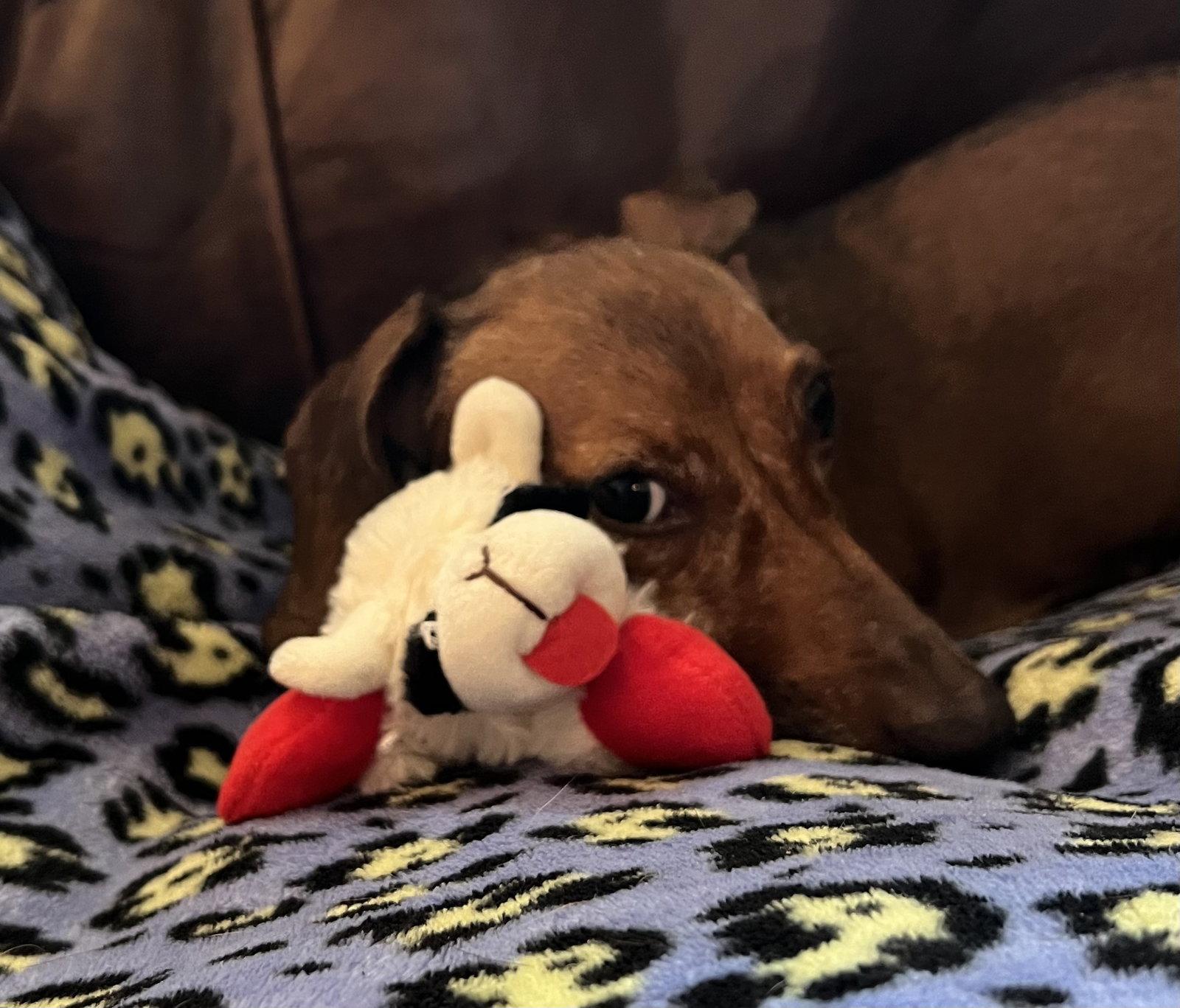 Dulcie, Adopted, Adult Female Dachshund.