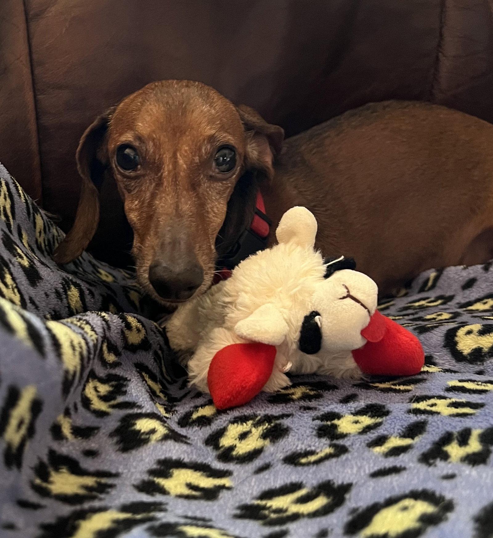 Enlarge Dulcie, a Adopted Dachshund in Pearland, TX image 3/3