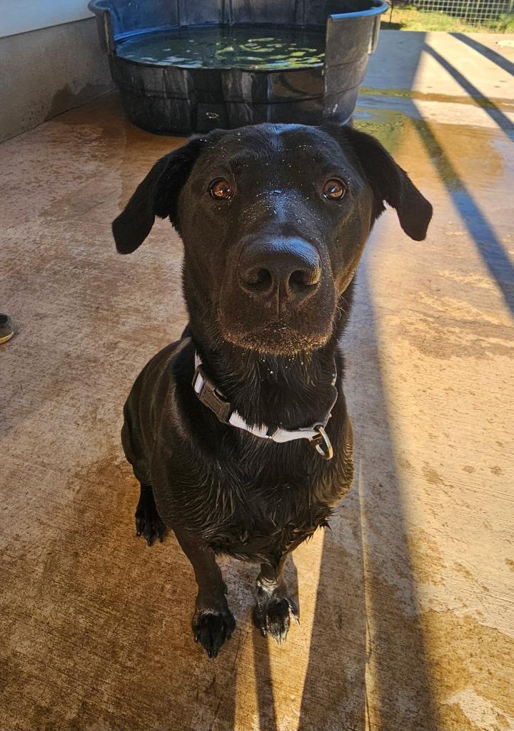 Nestor, Adoptable, Adult Male Labrador Retriever.