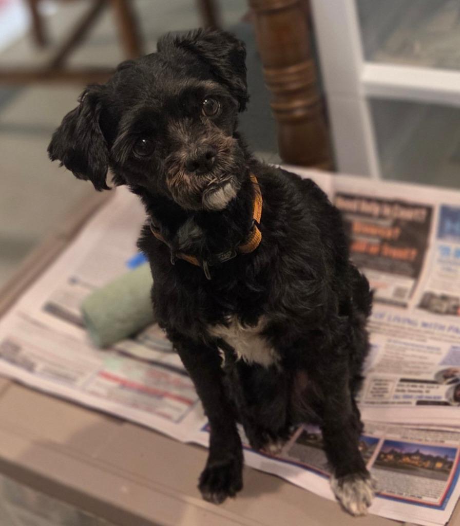 Enlarge Gigi, a Adoptable mixed breed in Warren, MI image 1/3