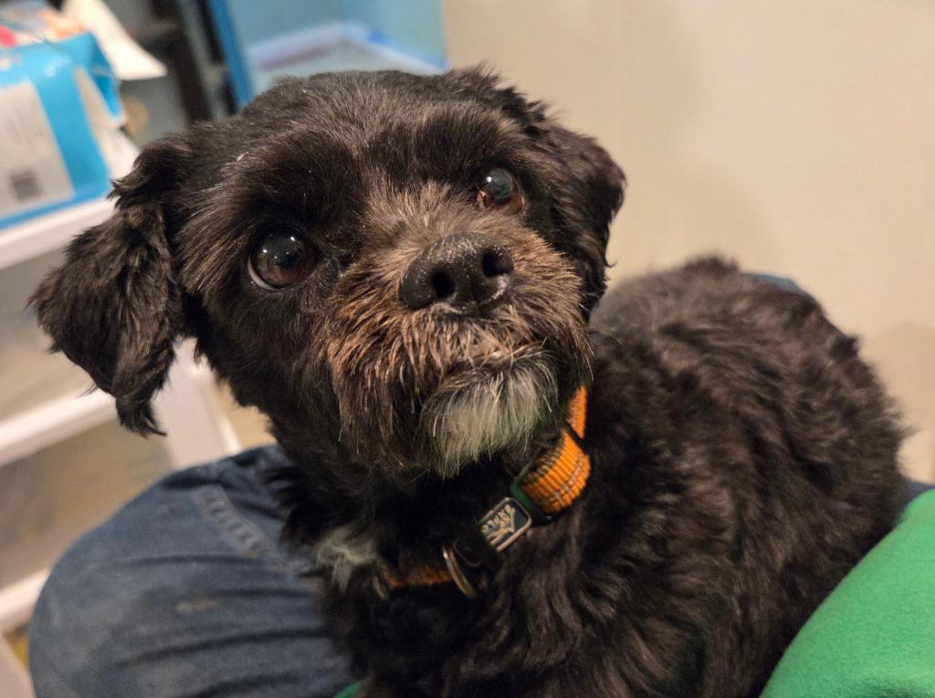Enlarge Gigi, a Adoptable mixed breed in Warren, MI image 2/3