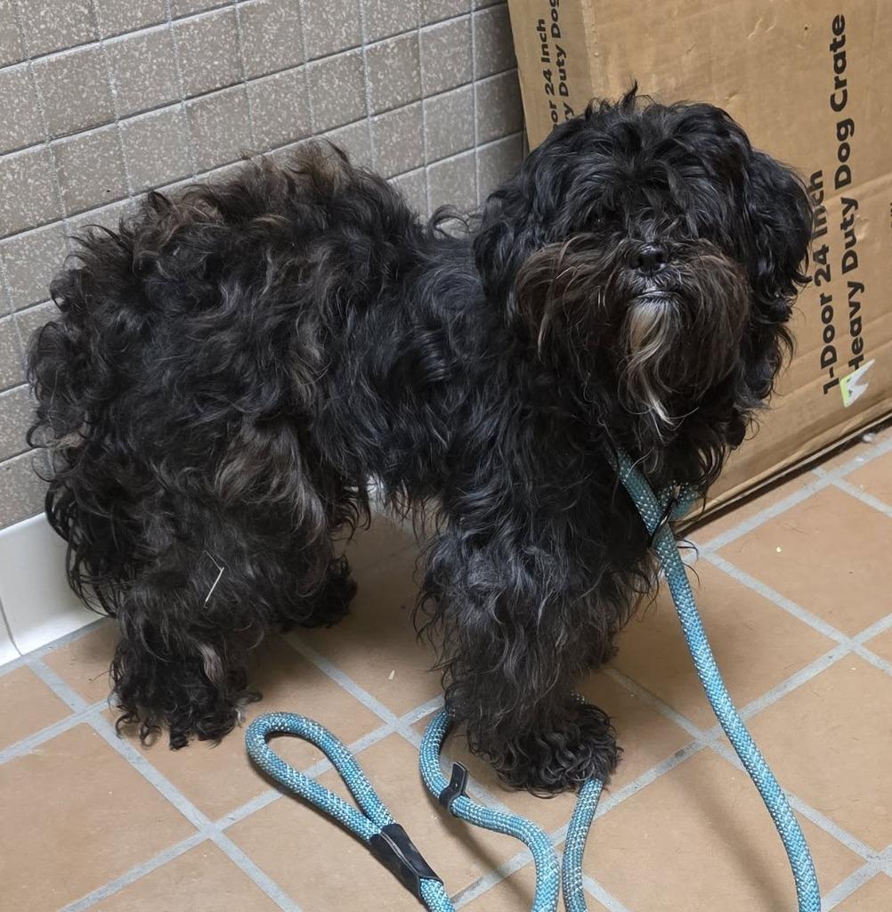 Enlarge Gigi, a Adoptable mixed breed in Warren, MI image 3/3