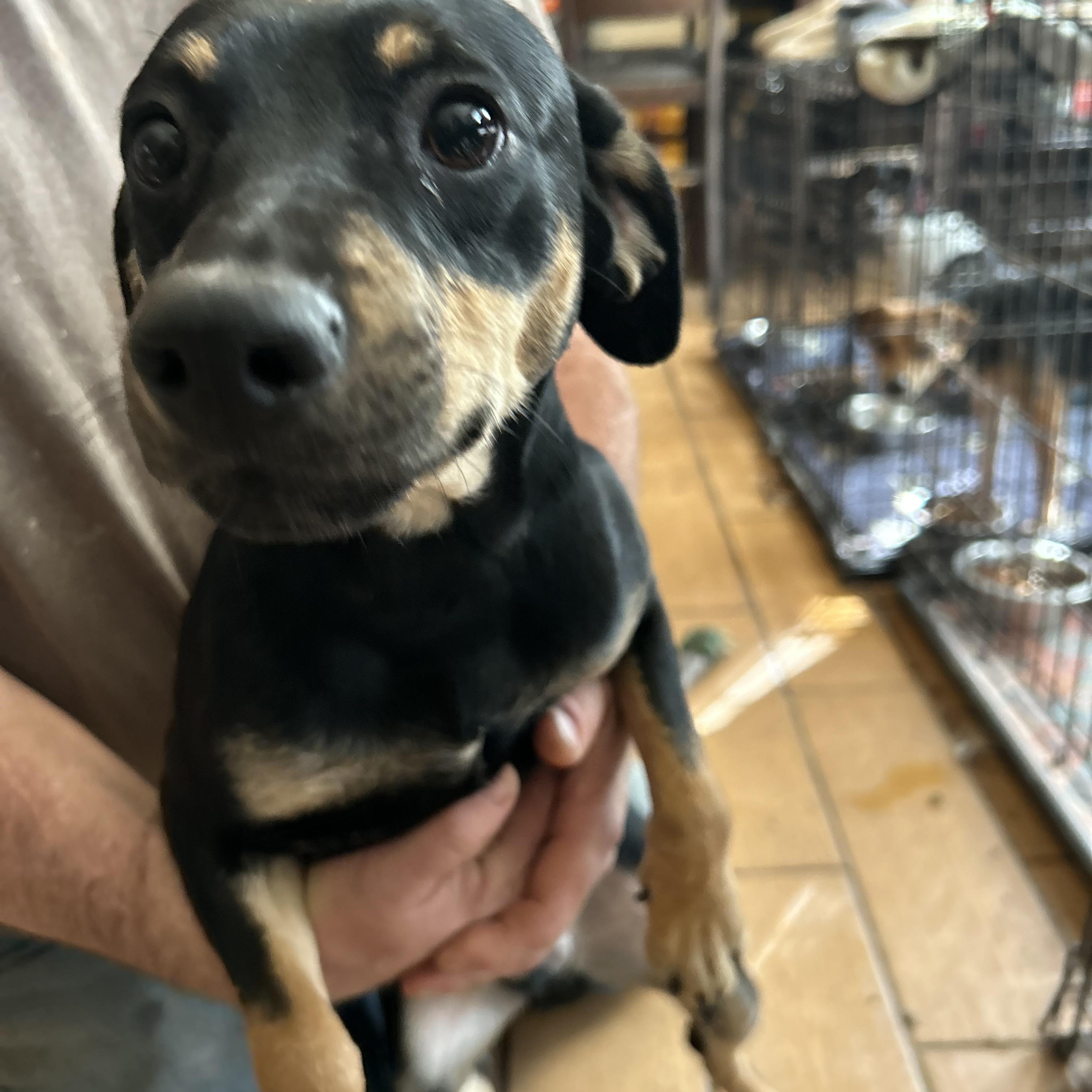 Enlarge Cody, an adopted mixed breed in Pine Bluff, AR image 2/3