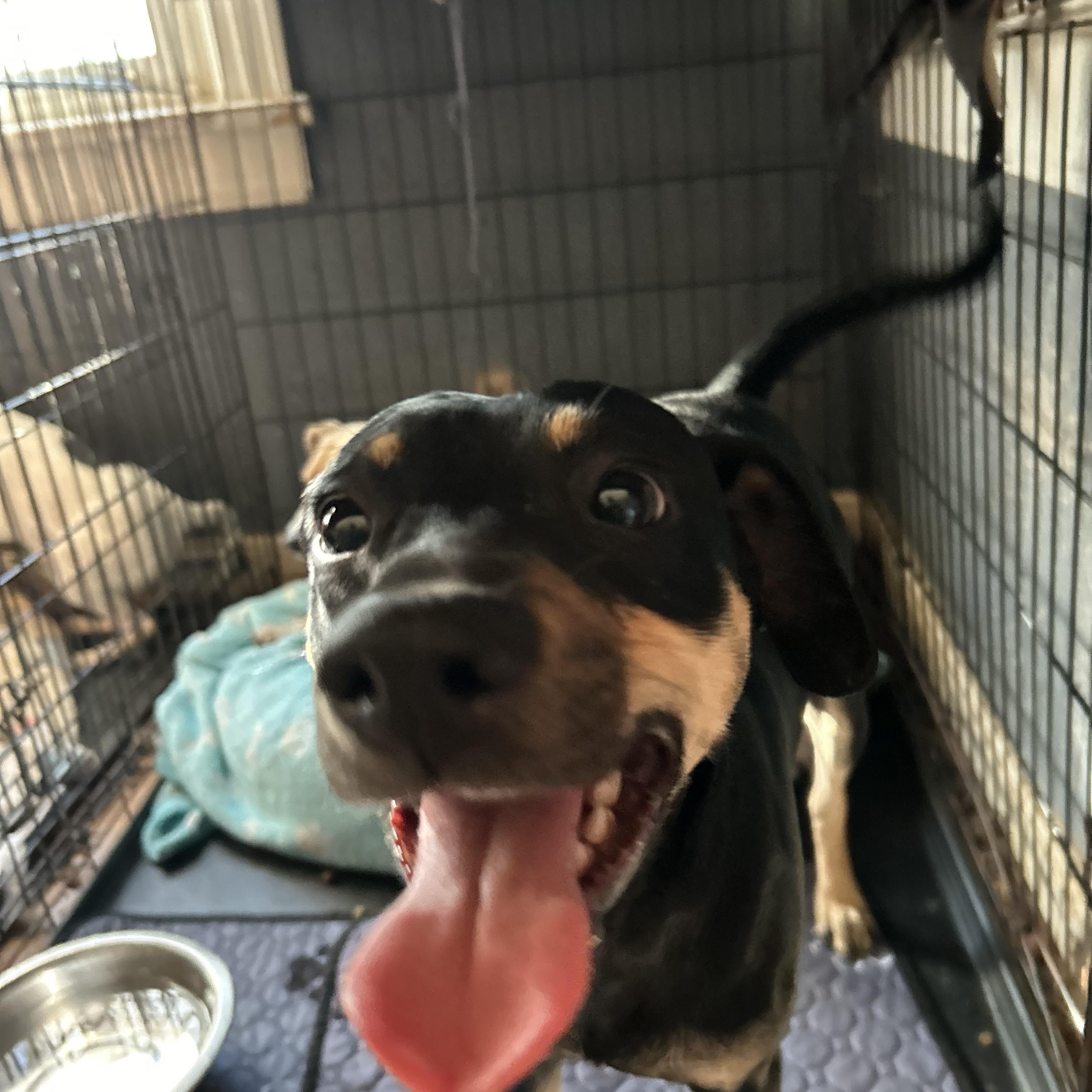 Cody, adopted, Adult Male Beagle.