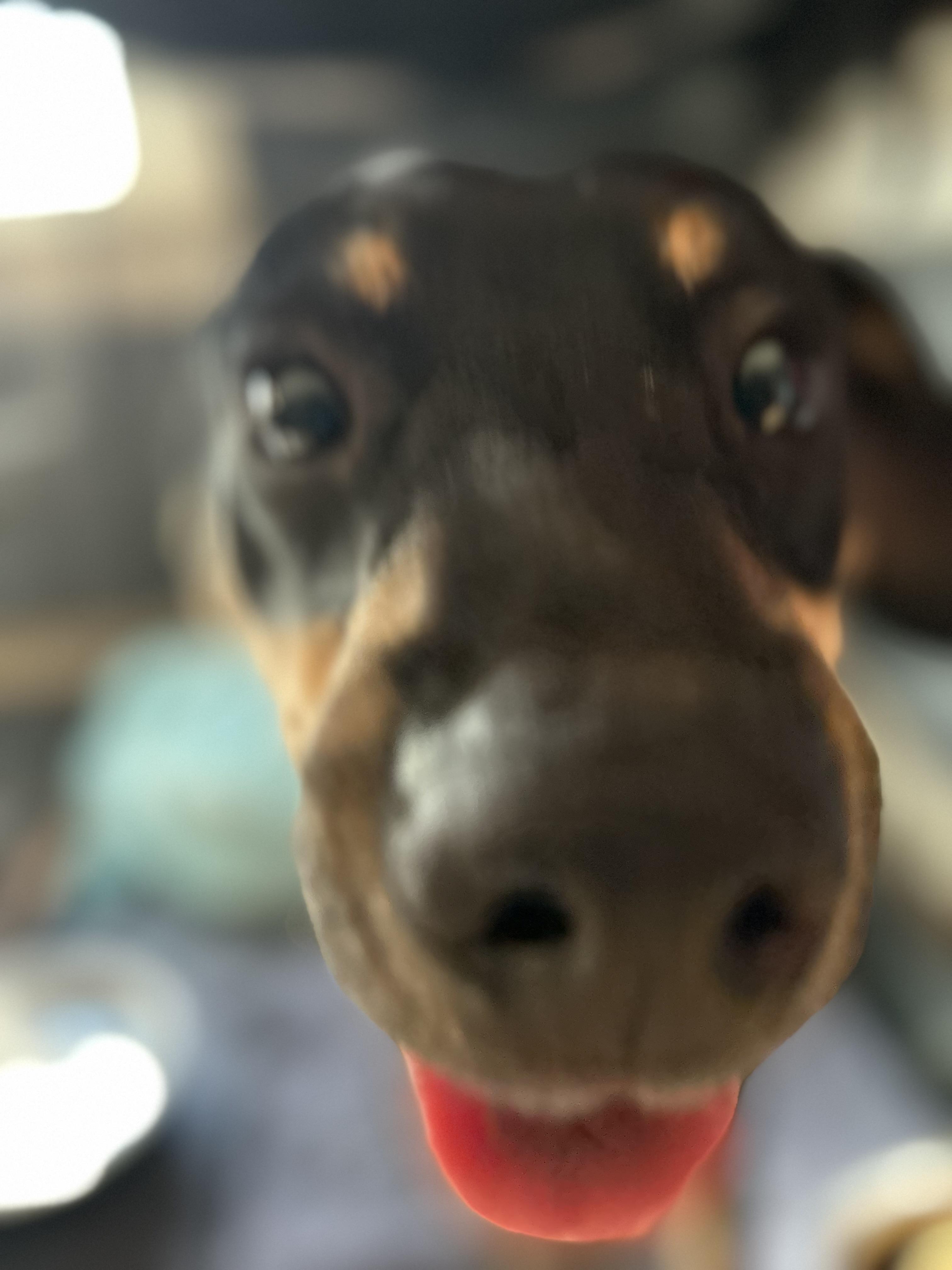 Enlarge Cody, an adopted mixed breed in Pine Bluff, AR image 3/3