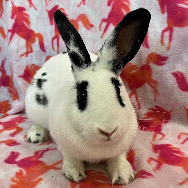 Amris - Bonded to Ferris, adoptable, Adult Female English Spot.