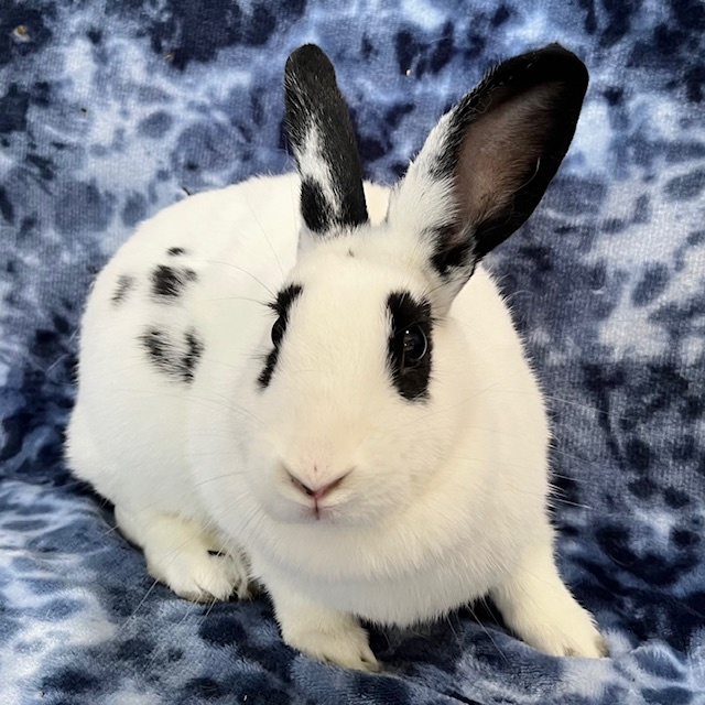 Enlarge Amris - Bonded to Ferris, an adoptable mixed breed in Erie, PA image 2/5