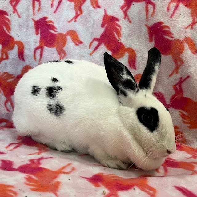 Enlarge Amris - Bonded to Ferris, an adoptable mixed breed in Erie, PA image 3/5