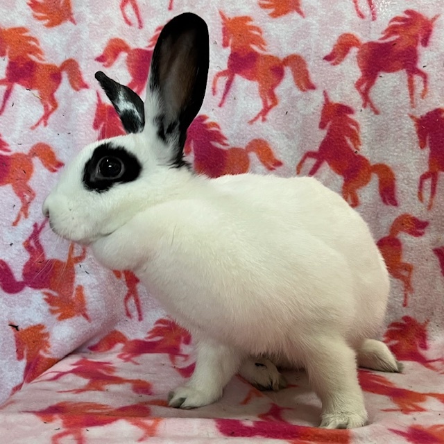 Enlarge Amris - Bonded to Ferris, an adoptable mixed breed in Erie, PA image 4/5