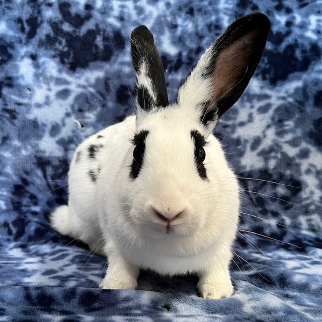 Enlarge Amris - Bonded to Ferris, an adoptable mixed breed in Erie, PA image 5/5