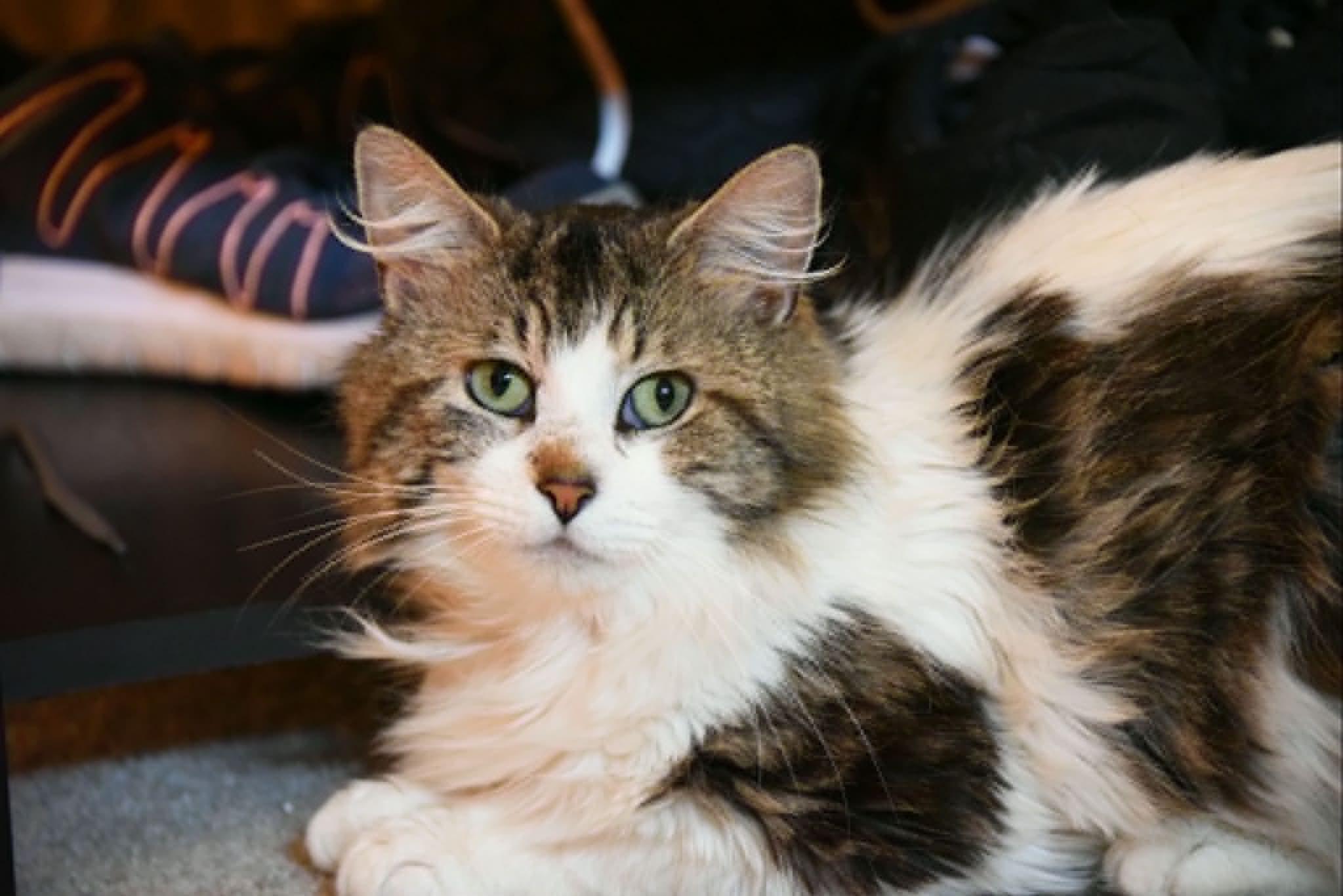 Petey, a ADOPTABLE Domestic Long Hair in Johnstown, NY image 5/6