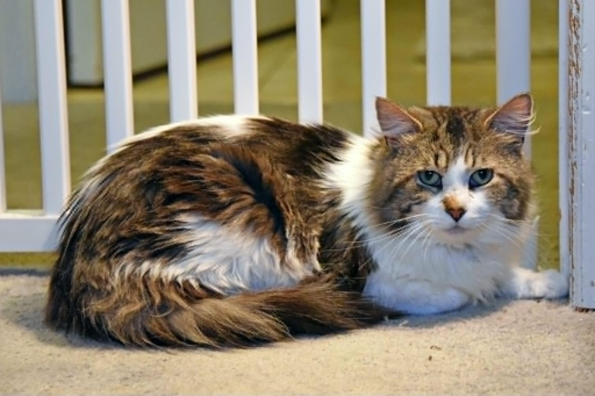 Petey, a ADOPTABLE Domestic Long Hair in Johnstown, NY image 4/6
