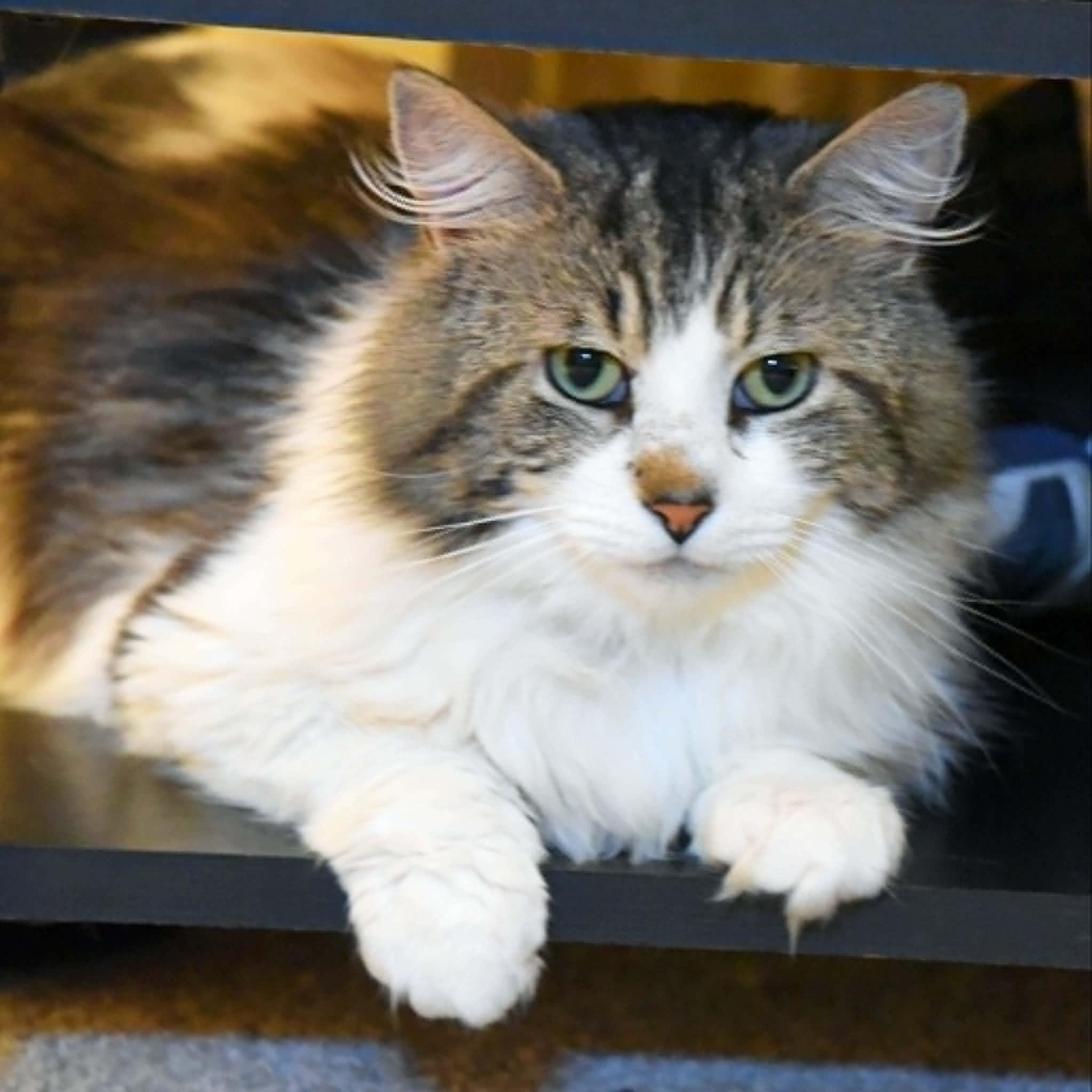 Petey, a ADOPTABLE Domestic Long Hair in Johnstown, NY image 3/6
