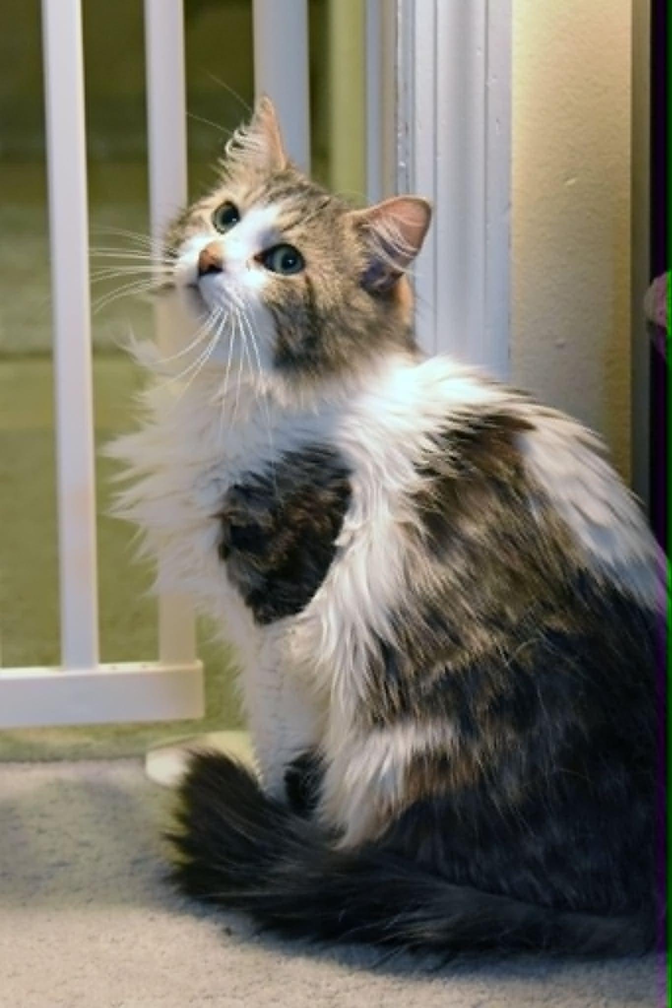 Petey, ADOPTABLE, Adult Male Domestic Long Hair.
