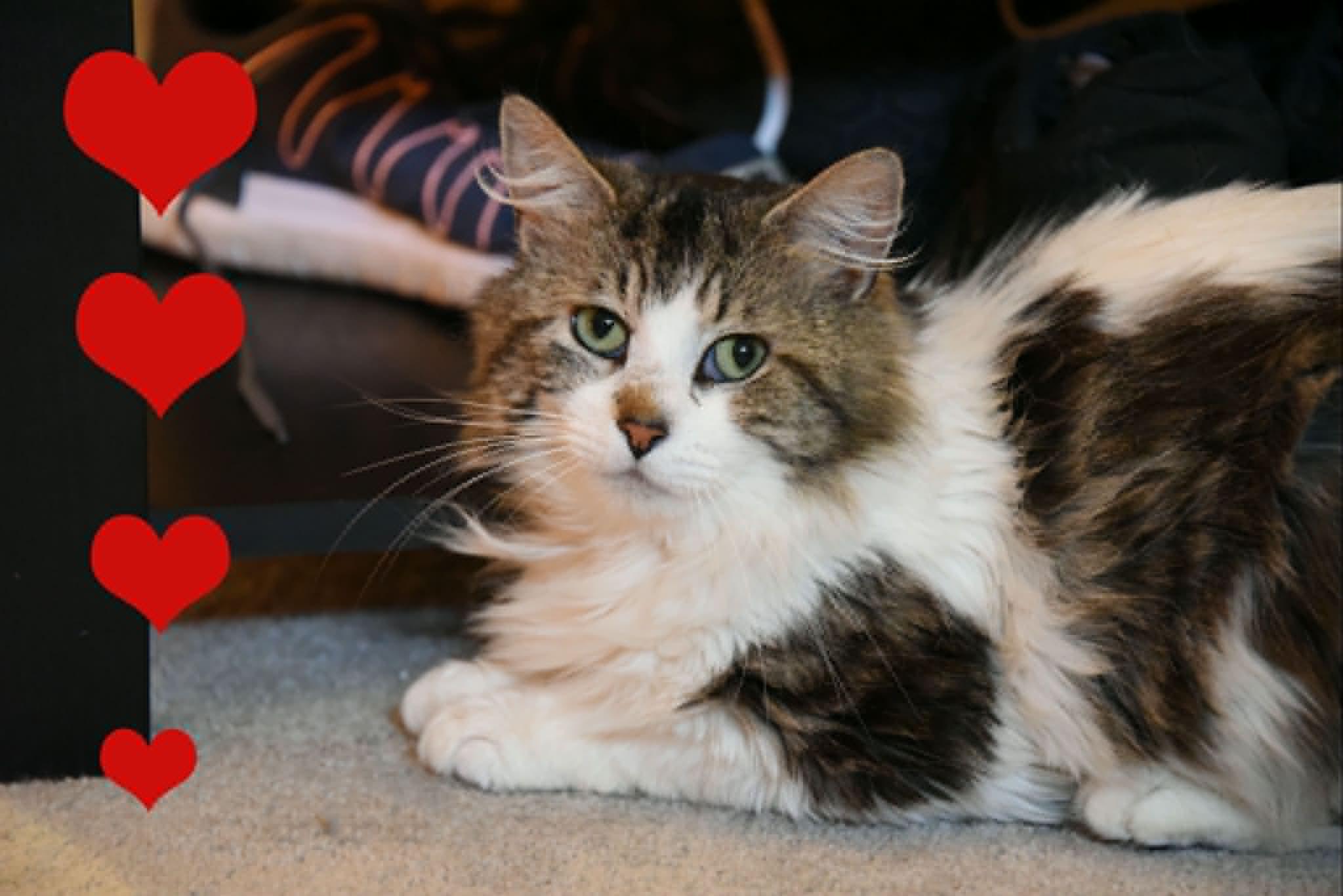 Petey, a ADOPTABLE Domestic Long Hair in Johnstown, NY image 2/6