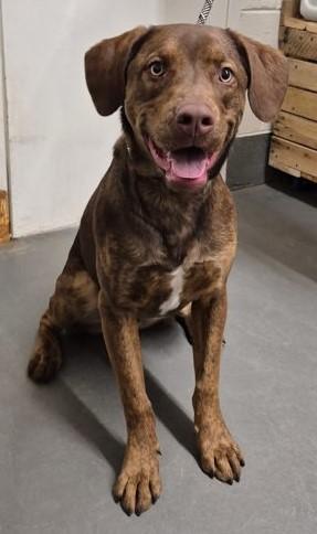 Coco, ADOPTABLE, Young Male Chocolate Labrador Retriever.