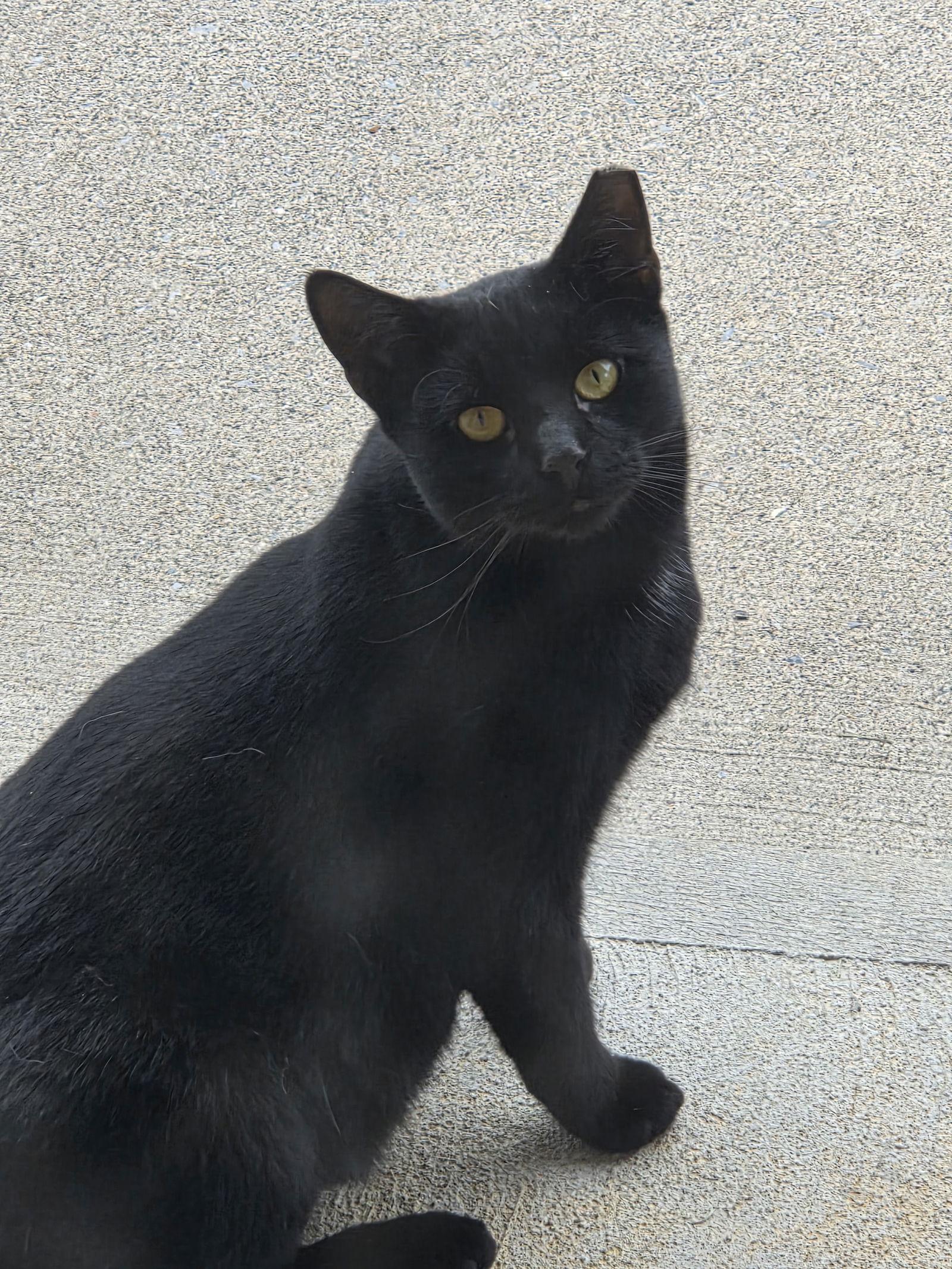 Pete*, Adopted, Young Male Domestic Short Hair.