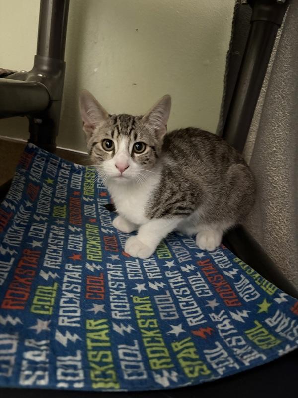 Bartok, Adoptable, Kitten Male Domestic Short Hair.