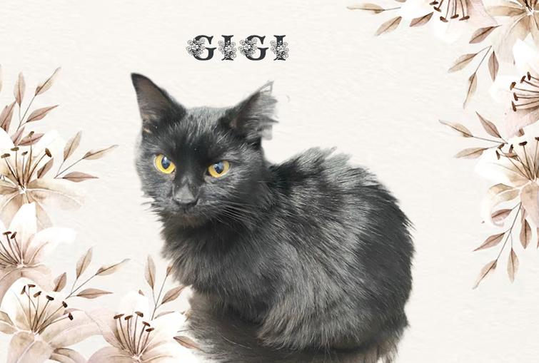 Gigi 0125