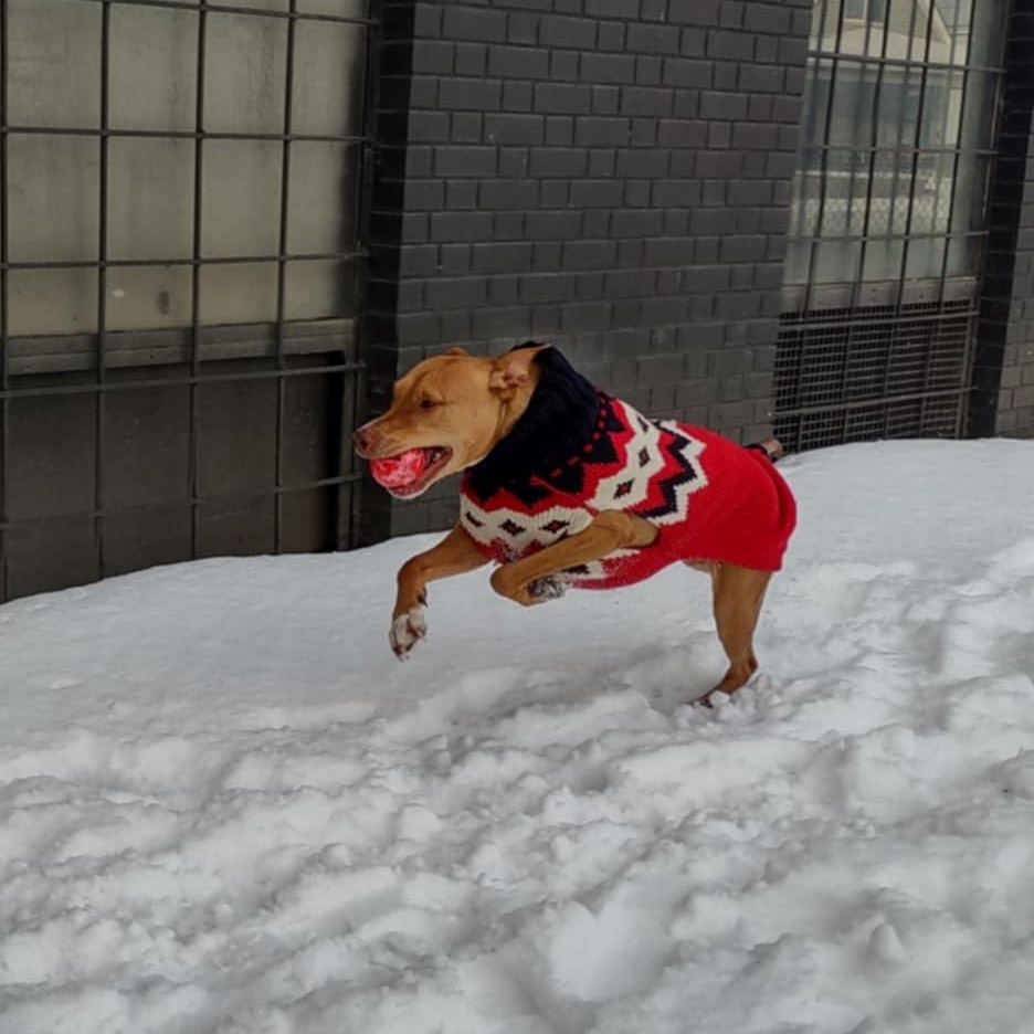 3 Legged Love, a Adoptable mixed breed in Richmond Hill, ON image 4/6