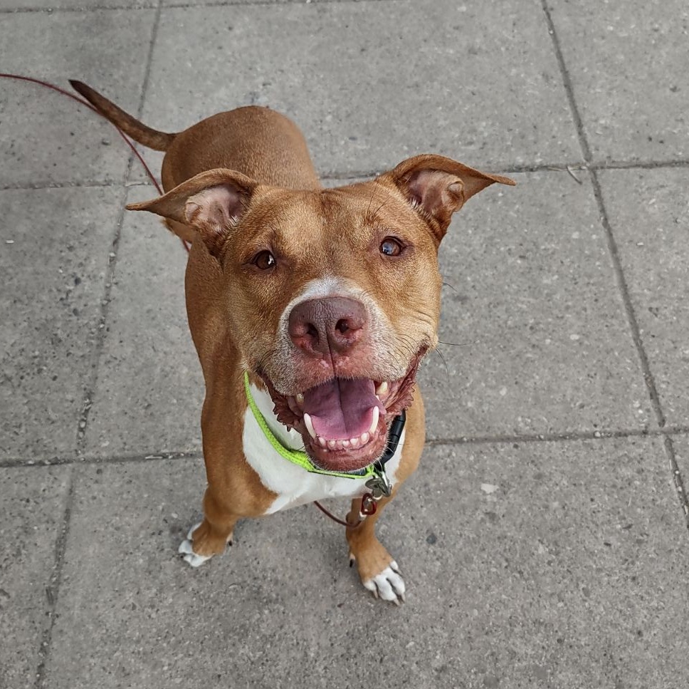 3 Legged Love, an adoptable American Bulldog in Richmond Hill, ON, L4E 2M8 | Photo Image 2